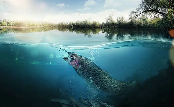 Photo of Fishing. The fish underwater