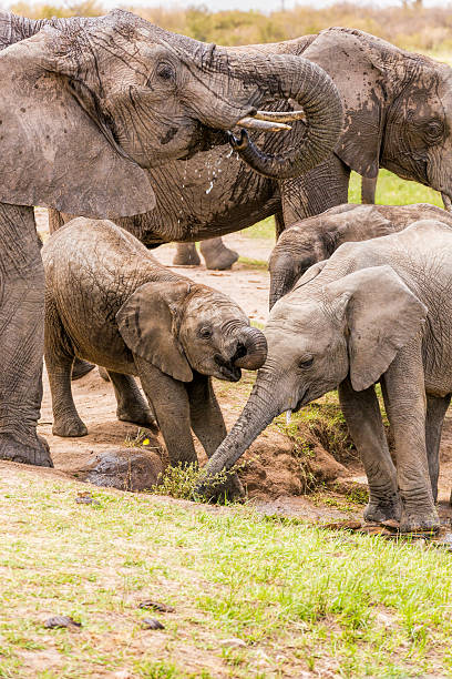istock African Mother Elephant and baby 467328704