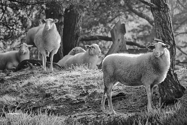 istock sheep in the early morning light 467328785