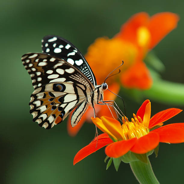 lime butterfly stock photo