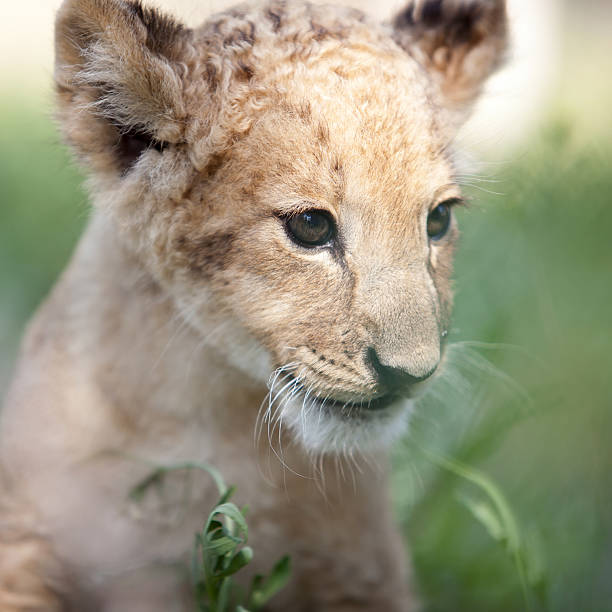 istock Portrait of small lion cub 467329687