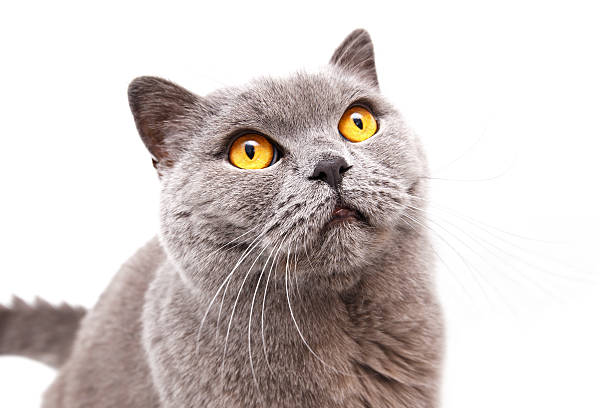 istock Portrait of a grey british cat 467329971