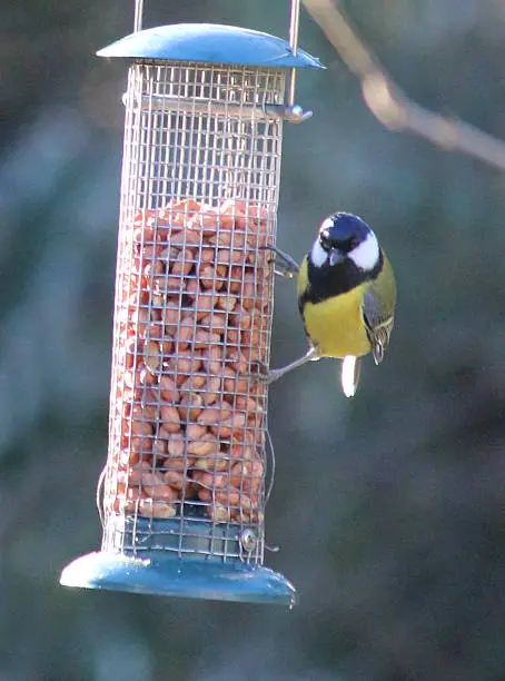 Photo showing a great tit (Latin name: Parus major) eating some peanuts from a mesh wire feeder in a back garden, pictured in the winter when natural food is at its most scarce.  The feeder is part of a large 'feeding station', which attracts small wild birds all through the year.