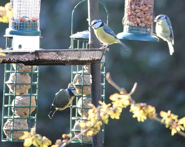 Photo showing a group of Eurasian blue tits (Latin name: Parus caeruleus) eating some peanuts and fat balls from hanging feeders in a back garden, pictured in the winter when its natural food is at its most scarce (mainly spiders / insects / caterpillars).  The feeder is part of a large 'feeding station', attracting wild birds throughout the year.