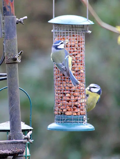 Photo showing two Eurasian blue tits (Latin name: Parus caeruleus) eating some peanuts from a hanging mesh feeder in a back garden, pictured in the winter when its natural food is at its most scarce (mainly spiders / insects / caterpillars).  The feeder is part of a large 'feeding station', attracting wild birds throughout the year.