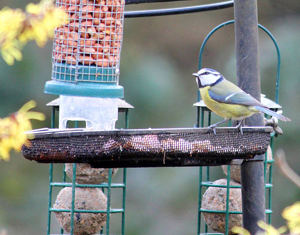 istock Image of blue tit eating seed from metal dish, wild-bird 467331504