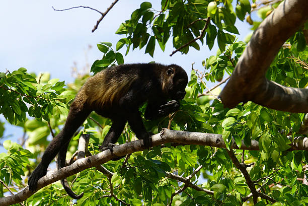 istock Golden-mantled howler 467331518