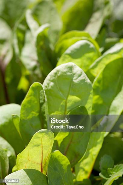 Wachsende Grüne Crop Stockfoto und mehr Bilder von Blattgemüse - Blattgemüse, Extreme Nahaufnahme, Farbbild