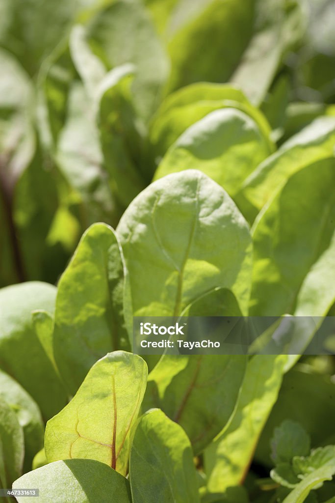 Crecimiento espinaca cultivo - Foto de stock de Aire libre libre de derechos