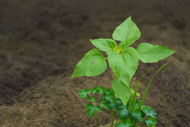 young green plant stock photo