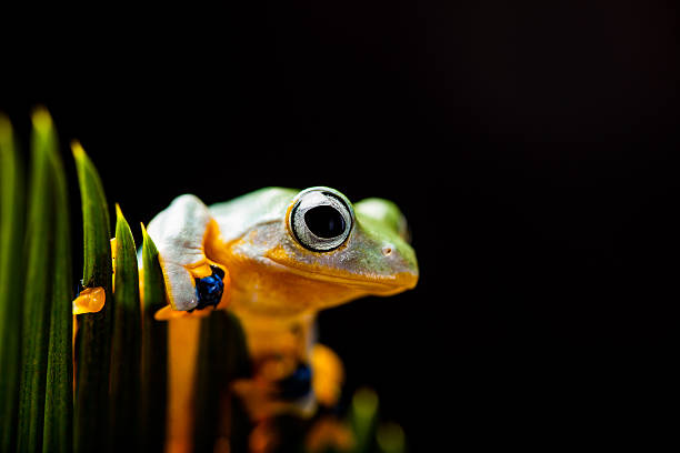 istock Colorful frog in the jungle 467332205