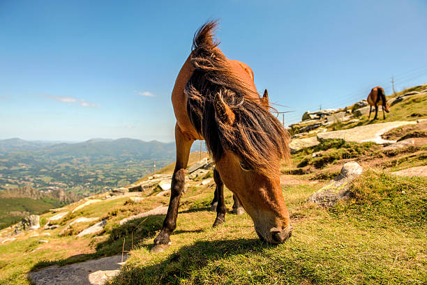 Horse eating a wild horse eating in the french mountain runes photos stock pictures, royalty-free photos & images