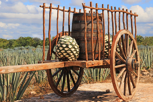Old mexican trailer in front of blue agave plantation