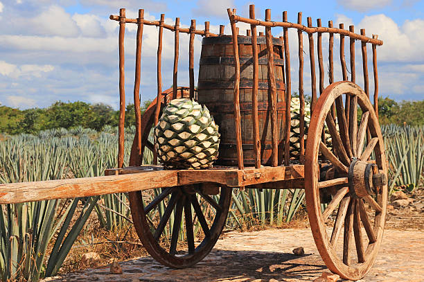 Old mexican trailer Old mexican trailer in front of blue agave plantation agave plant photos stock pictures, royalty-free photos & images