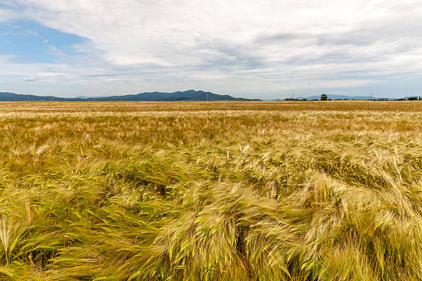 istock Young wheat growing in green farm field 467335532