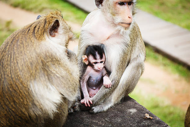 istock Family of monkeys 467335952