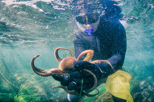 A diver catches an octopus underwater