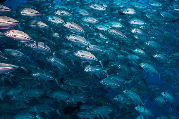 istock Large school of jacks in Palau, Micronesia 467336254