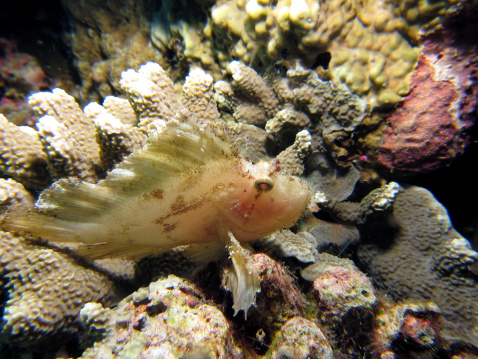 Translucent White Leaf Scorpionfish / Paperfish
