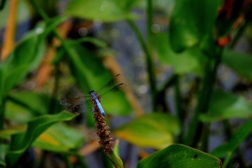 Dragonfly on the Lake