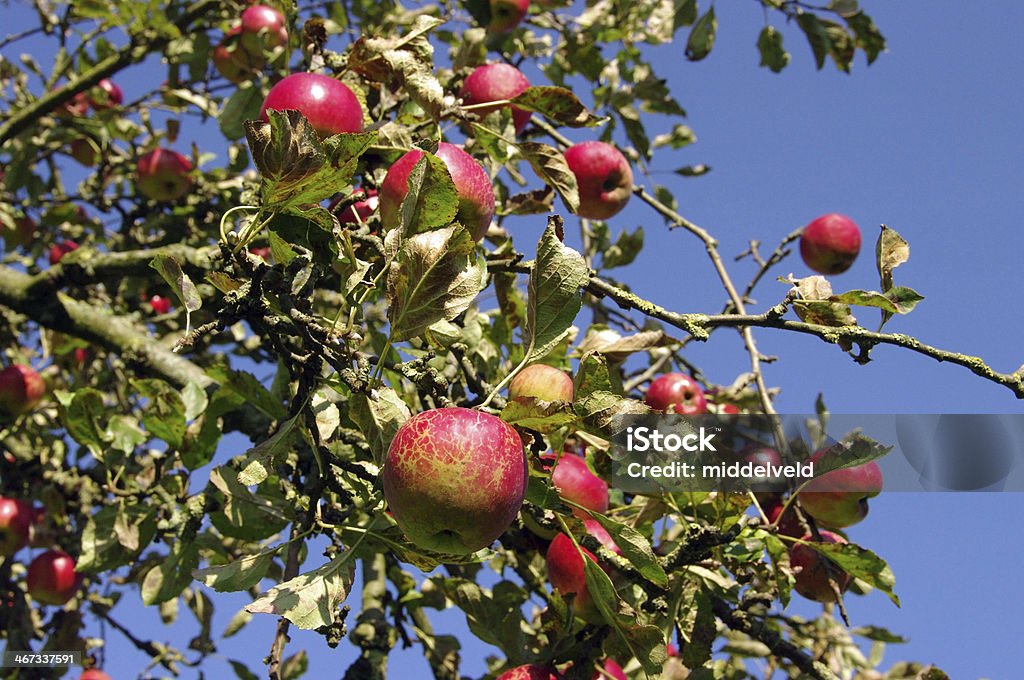 Nueva apple's en la huerta - Foto de stock de Agosto libre de derechos