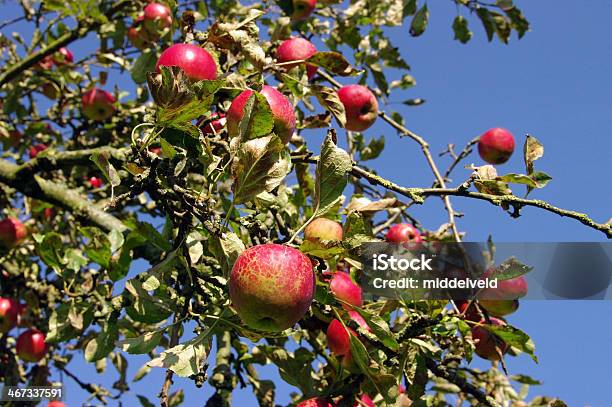 Fresco Di Mele Nel Frutteto - Fotografie stock e altre immagini di Agosto - Agosto, Agricoltura, Albero