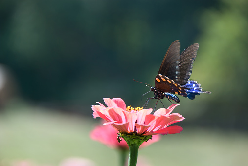 a pipevine swallowtail butterfly on a pink zinnia