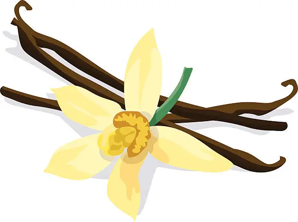 Vector illustration of Vanilla bean and flower on white background