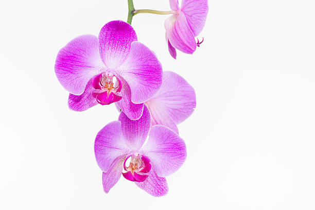 istock Purple Moth orchids close up 467339058
