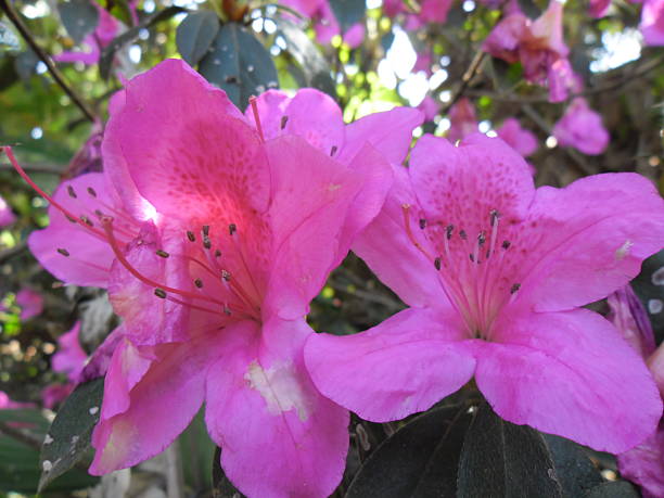 istock Rose Garden Flower 467339268