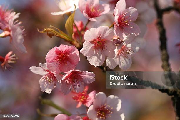 Cherry Blossom Stock Photo - Download Image Now - Asia, Beauty In Nature, Beginnings