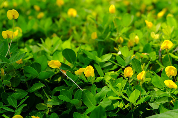 pea yellow flowers of meadow
