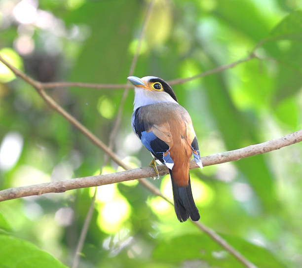 istock Serilophus lunatus (silver-breasted broadbill) 467341799
