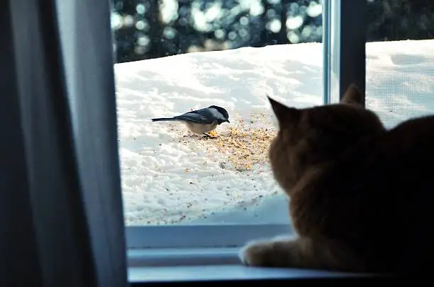 Photo of orange cat looking through window