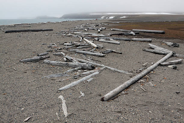 driftwood at the coast of Wahlbergöya