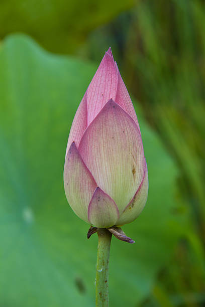 istock Lotus, water lilies on green background 467342493