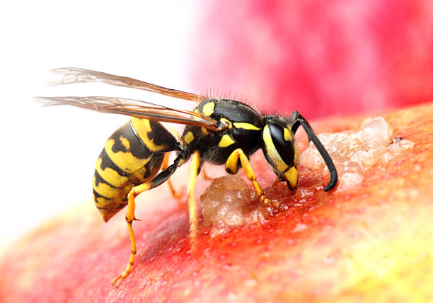 A close-up of a wasp sucking out nectar Wasp on a fruit. compound eye photos stock pictures, royalty-free photos & images