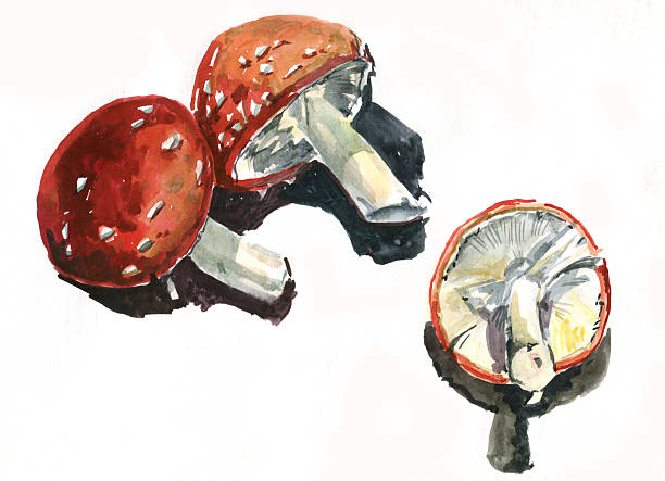 amanita Watercolor sketch poisonous mushroom Amanita little grebe (tachybaptus ruficollis) stock illustrations