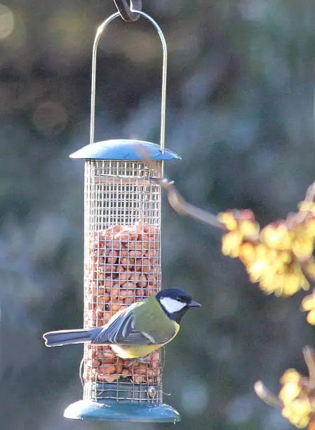 Photo showing a great tit (Latin name: Parus major) eating some peanuts from a hanging mesh feeder in a back garden, pictured in the winter when natural food is at its most scarce.  The feeder is part of a large 'feeding station', which attracts small wild birds all through the year.