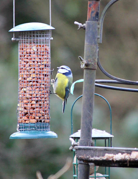 istock Image of blue tit eating peanuts from wild-bird feeding station 467343582