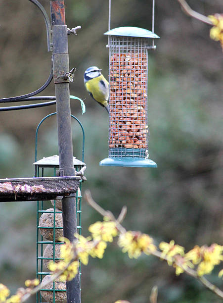 istock Image of blue tit eating peanuts in winter, hanging mesh-feeder 467343588