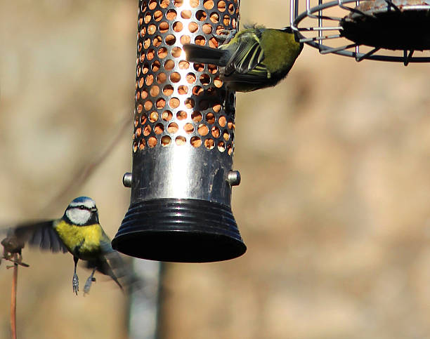 istock Image of blue tits eating peanuts / nuts from hanging bird-feeder 467343590