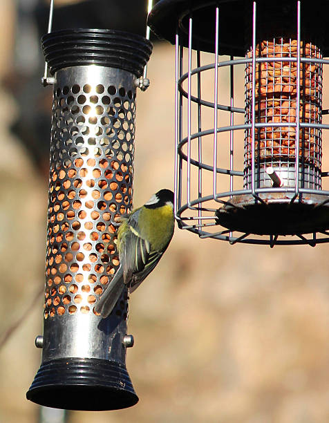 istock Image of great tit eating from squirrel-proof hanging bird-feeders, cage 467343594