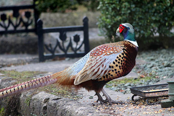 istock Image of wild male common ring-necked pheasant with long tail 467346516