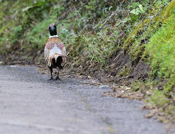 Photo showing a common pheasant walking down a country lane.  This wild bird has just appeared from a hedgerow and is calmly crossing the road, seemingly unaware of the dangers of cars.