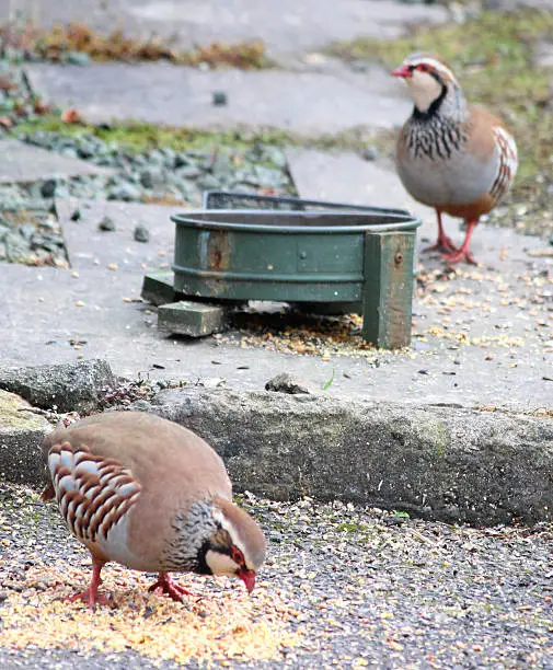 Photo showing two wild red-legged partridges (Latin name: Alectoris rufa) that have escaped the gamebird shooting season and are shown eating seed / grain from a dish.  The birds have become quite tame over a period of months, gaining confidence to eat outside the front door of a countryside cottage.