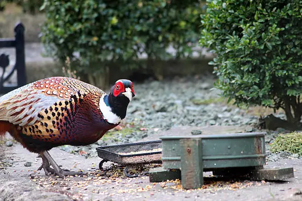 Photo showing a wild common ring-necked pheasant cock bird (Latin name: Phasianus colchicus), which is pictured eating from a dish of wild bird food that has been placed right outside a front door.  This hungry gamebird is surprisingly friendly, considering that it is completely wild, and often feeds on this doorstep.