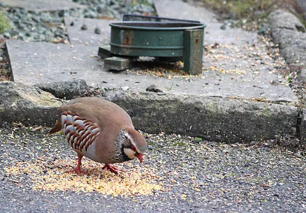 Photo showing a single red-legged partridge (Latin name: Alectoris rufa) that has escaped the gamebird shooting season and is shown pecking / eating  wild bird food from the floor.  The birds have become quite tame over a period of months, gaining confidence to eat outside the front door of a countryside cottage.