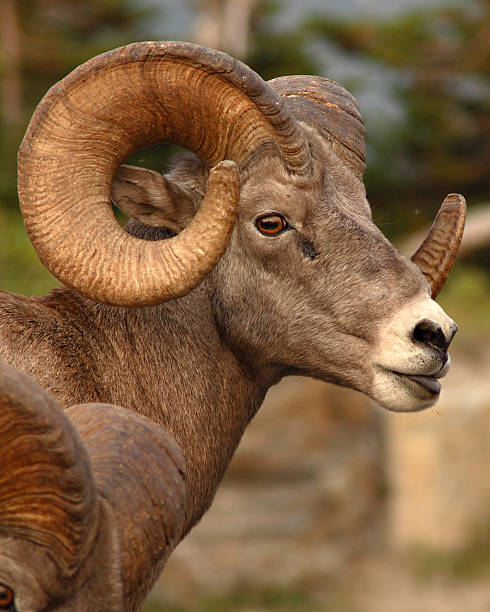 istock Bighorn Ram With Curl Of Horn 467346593