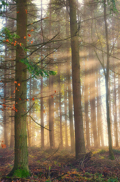 istock Sunbeams shine through spruce forest on foggy day 467346613